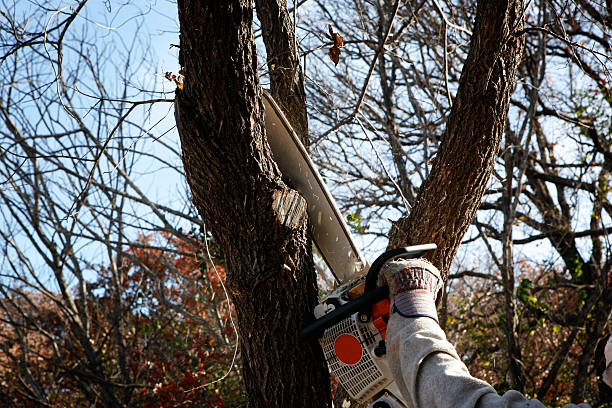 Best Seasonal Cleanup (Spring/Fall)  in Johnsonburg, PA